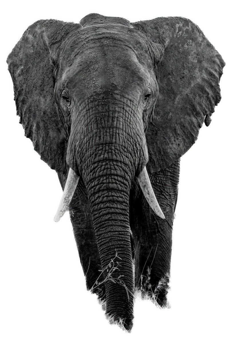  High-contrast black and white fine art print featuring an elephant in the Serengeti facing directly towards the camera. The elephant's strong and confident gaze dominates the composition, drawing the viewer's attention towards the majestic animal. The high key lighting emphasizes the elephant's textured skin and wrinkles, adding a sense of depth and texture to the image.