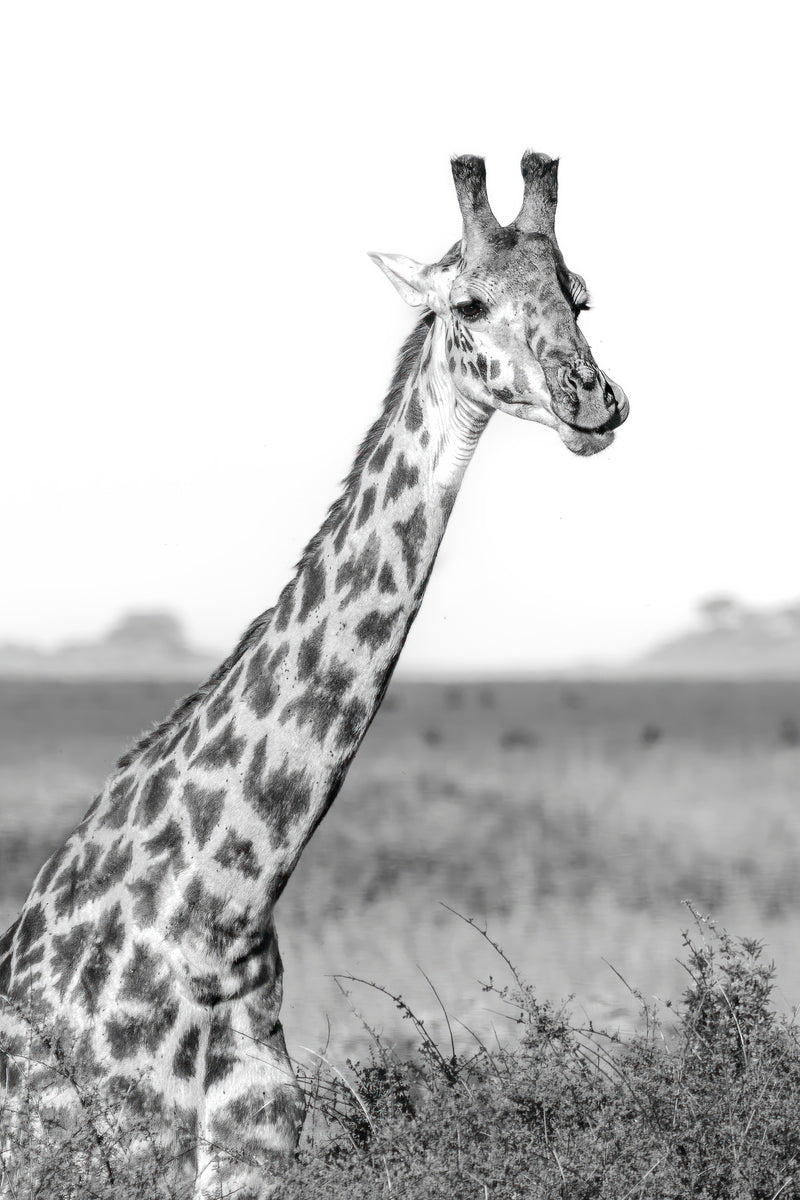 Gentle Giant of Serengeti Monochromatic