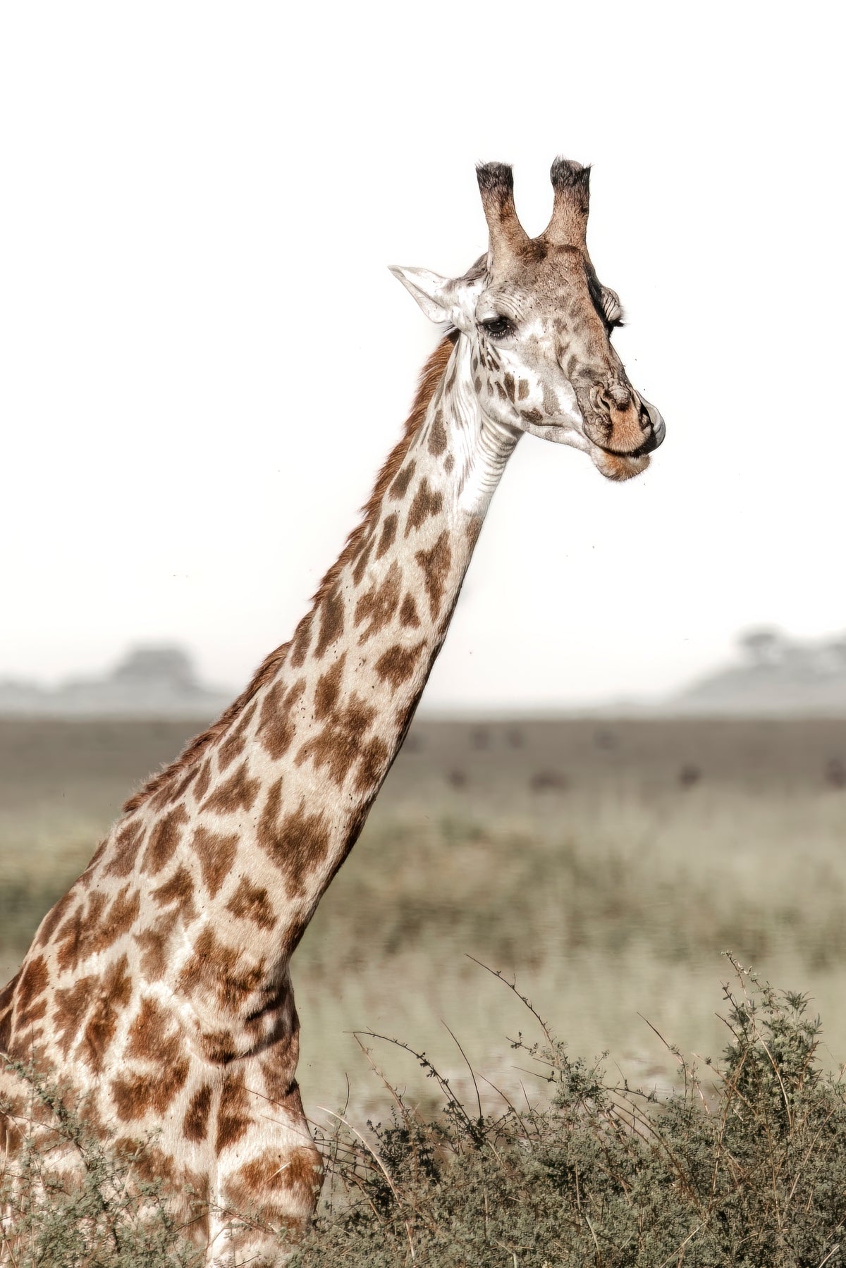Gentle Giant of the Serengeti