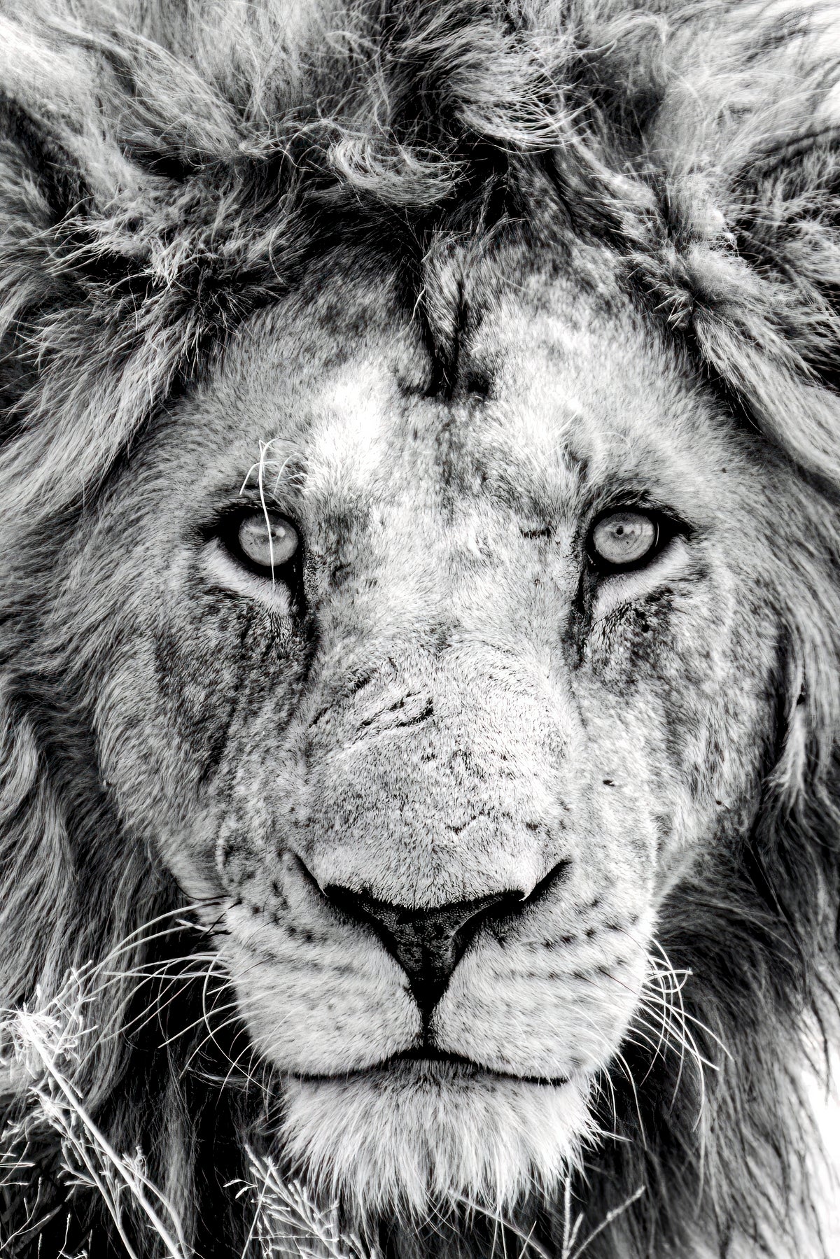 Into the Eyes of the King Monochromatic