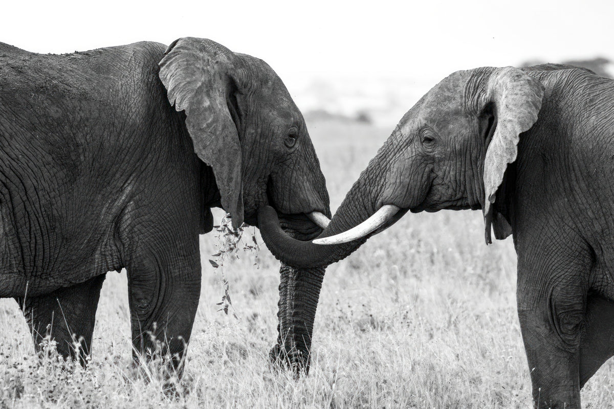 The fine art print "Tender Brotherhood" showcases two male elephants communicating with each other using their trunks in the Serengeti National Park. The photograph captures the intricate and emotional way that elephants interact with one another, conveying a sense of mutual trust and respect. The black and white image adds a timeless and classic quality to the scene.
